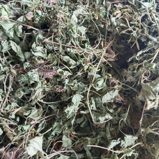 黎平县如意草