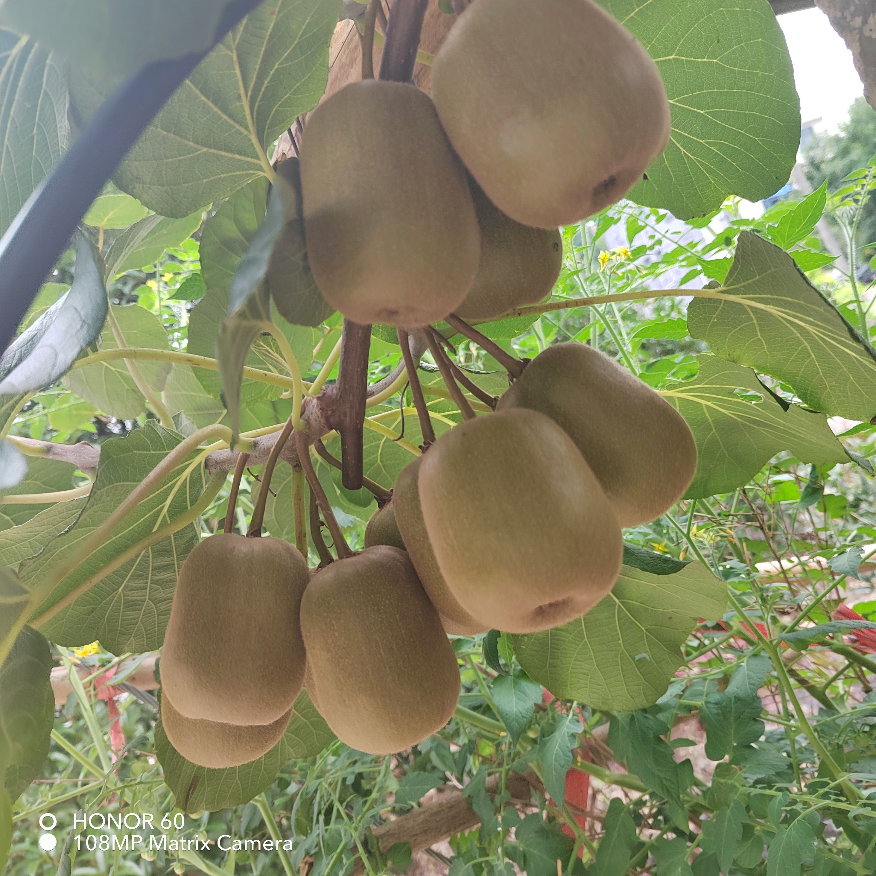 高山红心猕猴桃