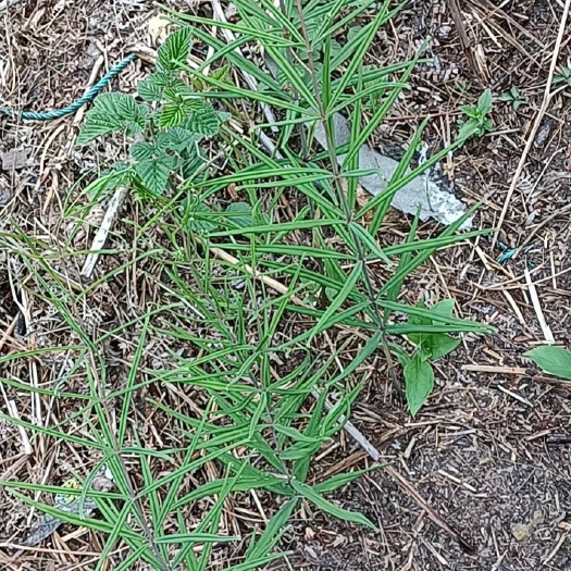 毕节黄精