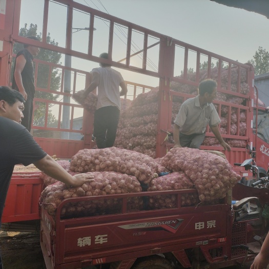 大名县河北省大名县大蒜主产区