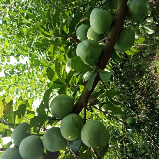 岑巩县家有奈李，正值成熟，有需要请联系。`