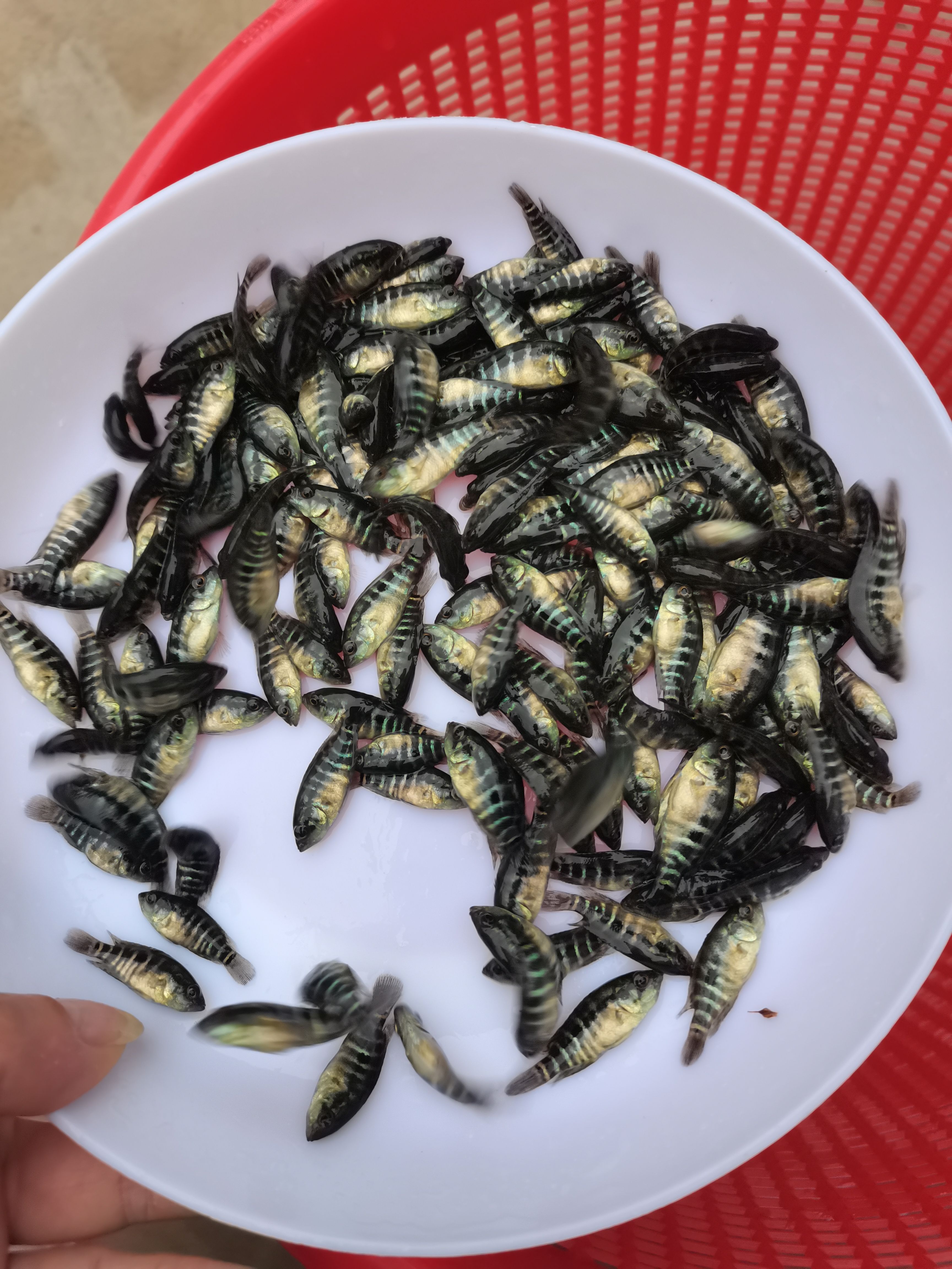 脆肉罗非鱼苗罗非鱼苗活鱼罗非鱼耐冻脆肉罗非鱼苗大苗特大号批发