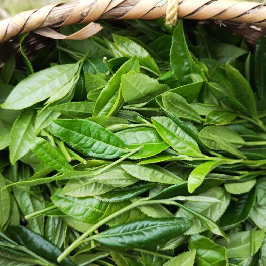 霍山县皖西黄大茶，霍山黄大茶，老干烘直供