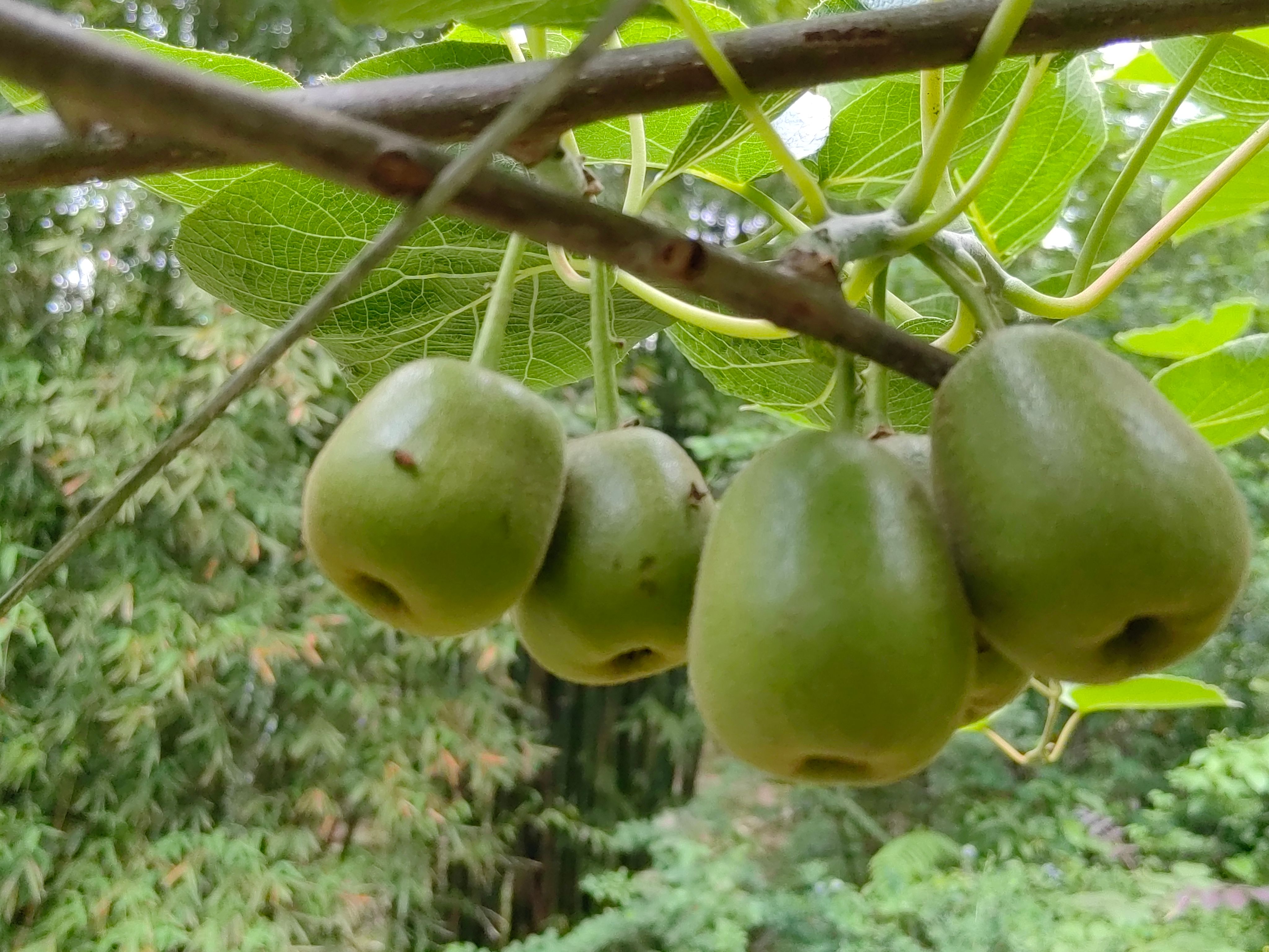 南宝山红心猕猴桃