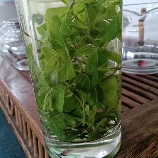 泰安酸枣叶茶