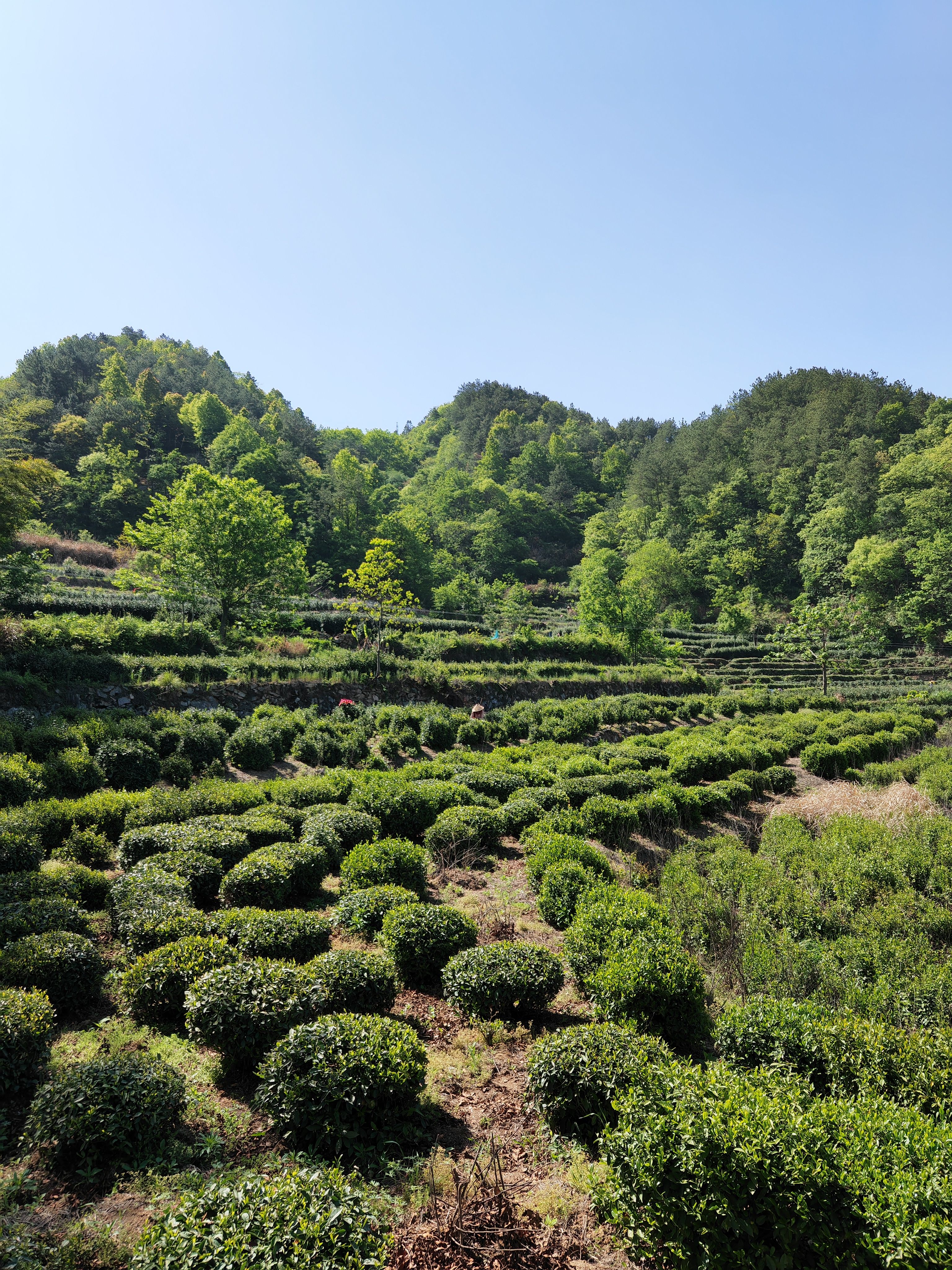 皖西黄大茶，霍山黄大茶，老干烘直供