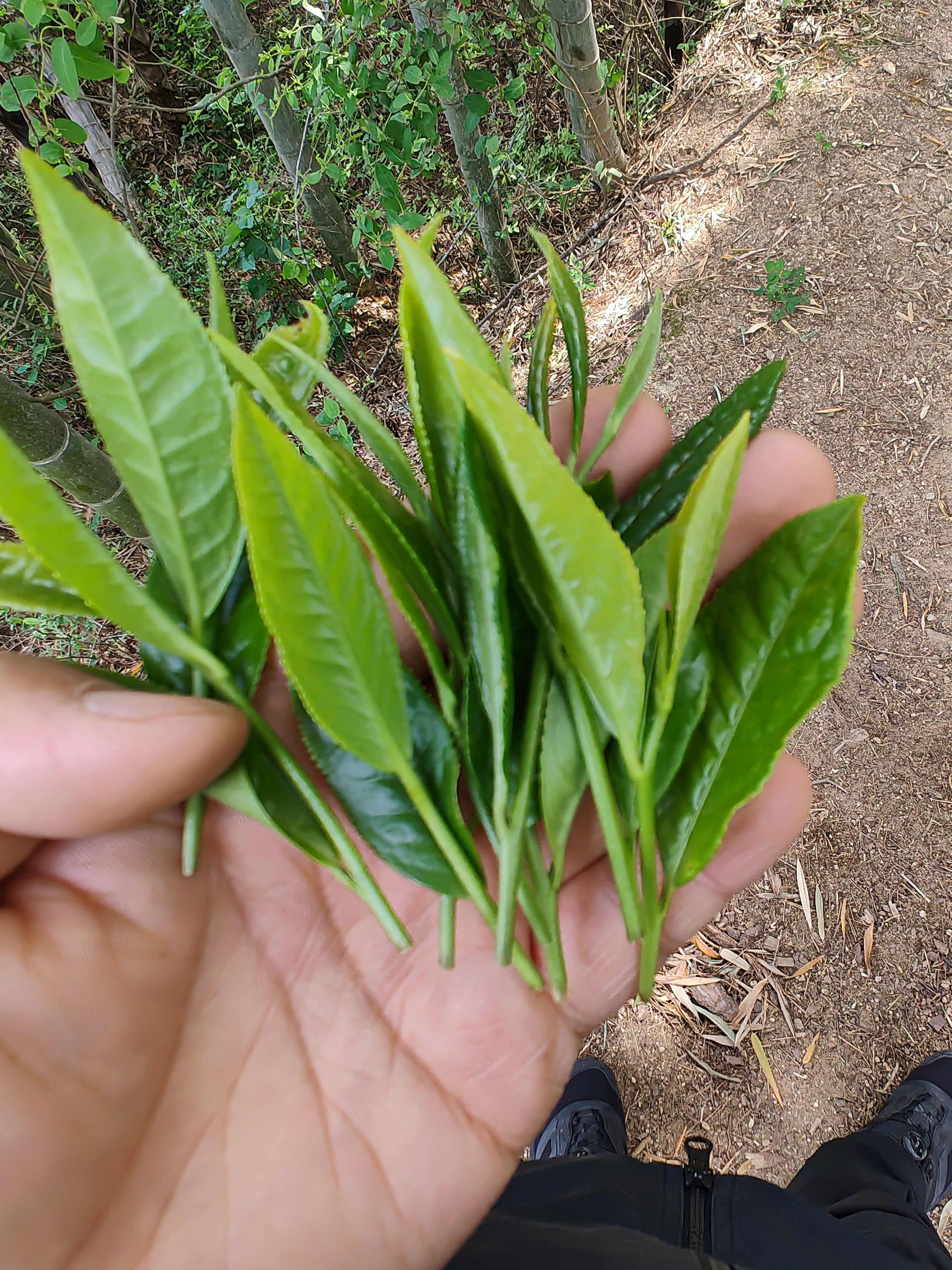 皖西黄大茶，霍山黄大茶，老干烘直供