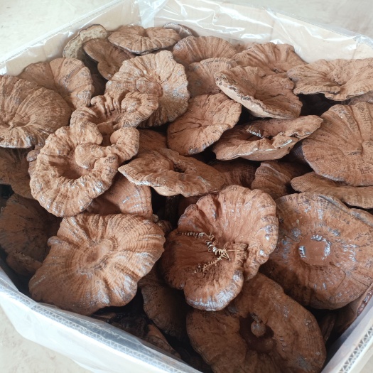 寻乌县江西产地直发紫灵芝黑灵芝中长柄长腿带粉厚肉煲汤味不苦