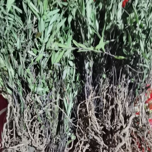 关岭县瓜子金纯