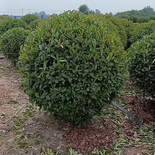 沭阳县精品红叶石楠球