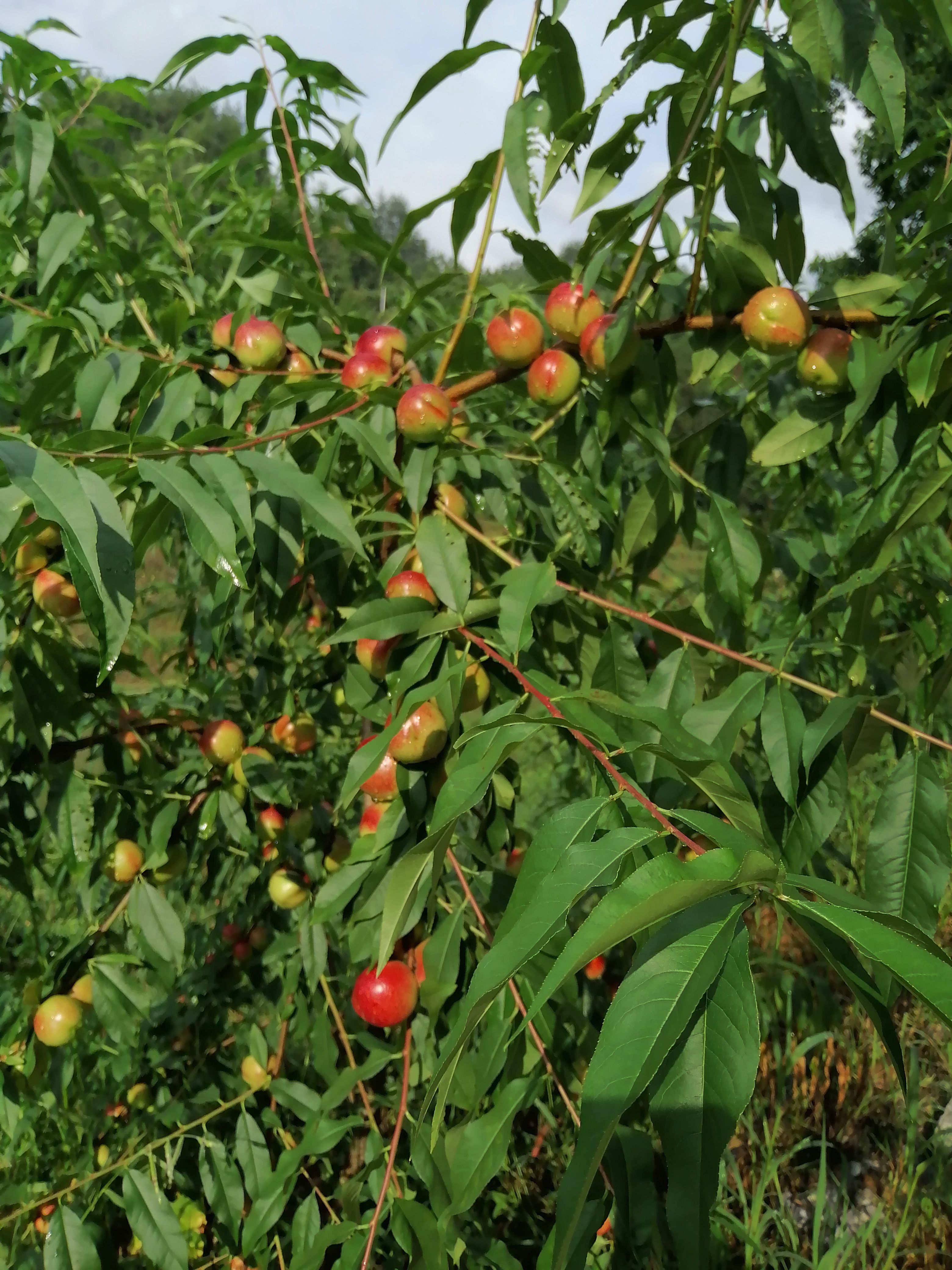 珍珠棗油桃