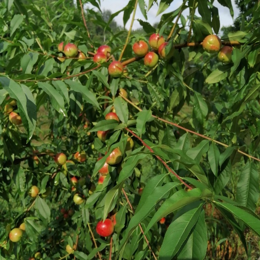珍珠枣油桃
