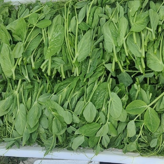 称多县豌豆苗、豌豆尖、包苗、豆苗头