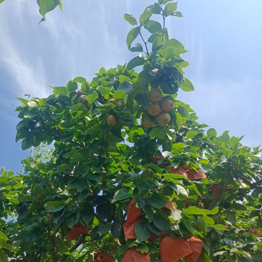 锦屏县金秋梨