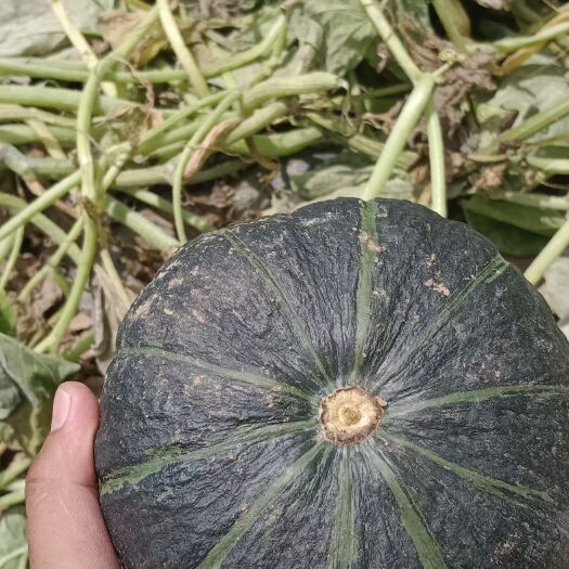 忻州贝贝南瓜大量上市