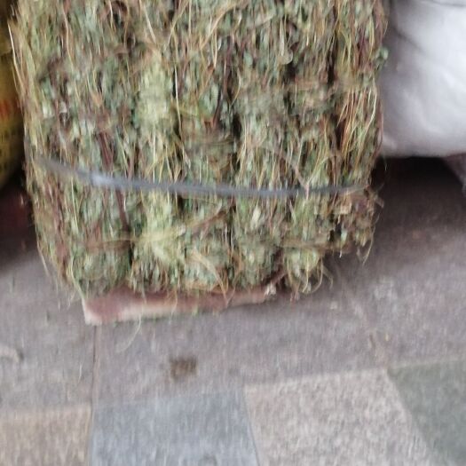 玉林鸡骨草