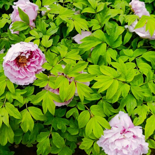 北京私家花园别墅花园设计施工及养护
