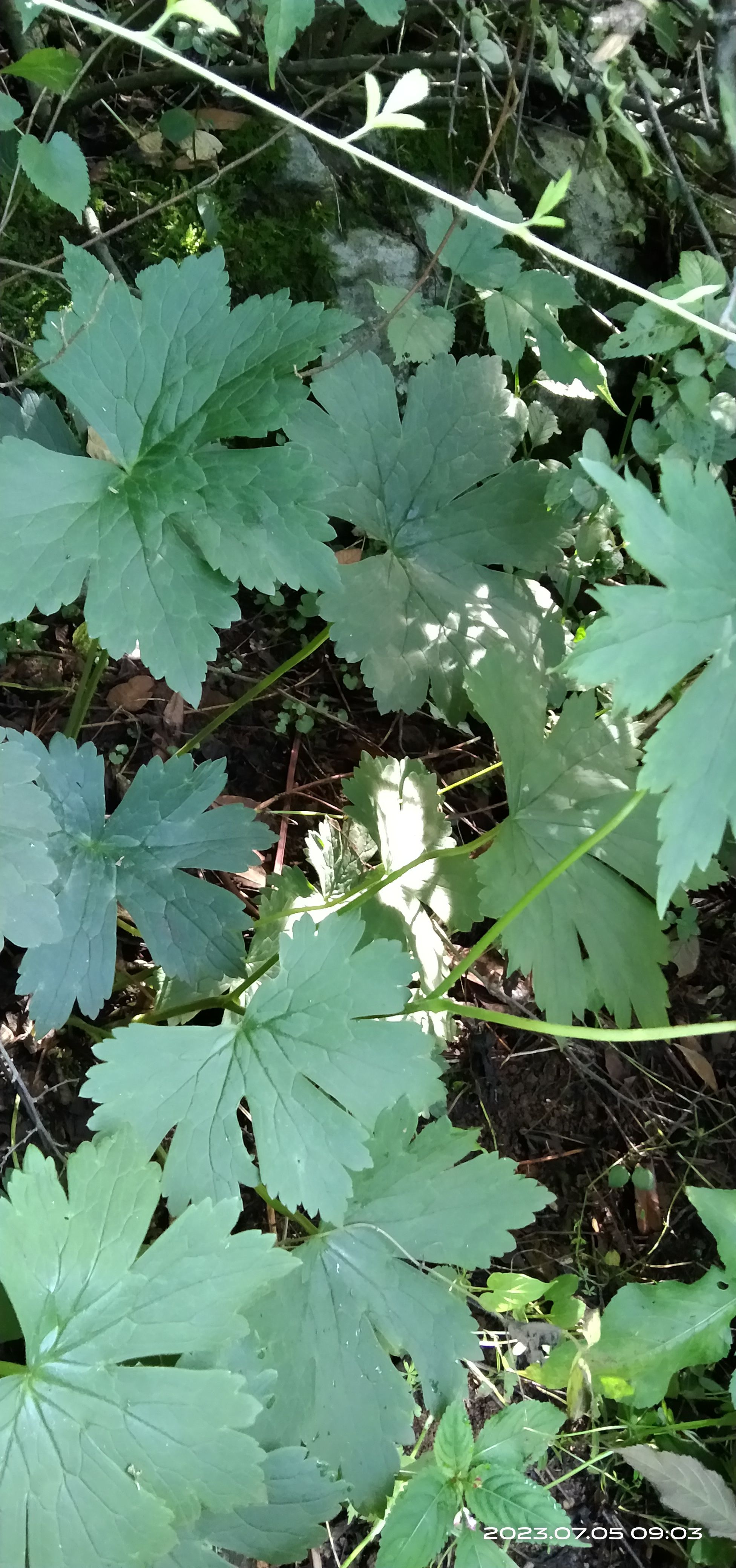 贵州穿心莲，麻布袋现挖鲜根