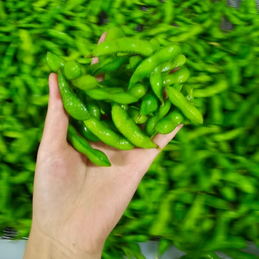 太和县速冻毛豆夹 毛豆