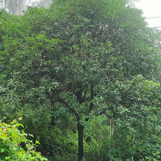 重庆市桂花树