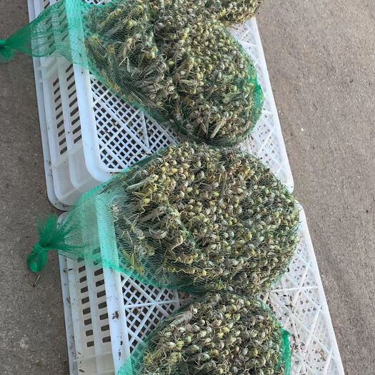 鲜货，冷冻，都有。