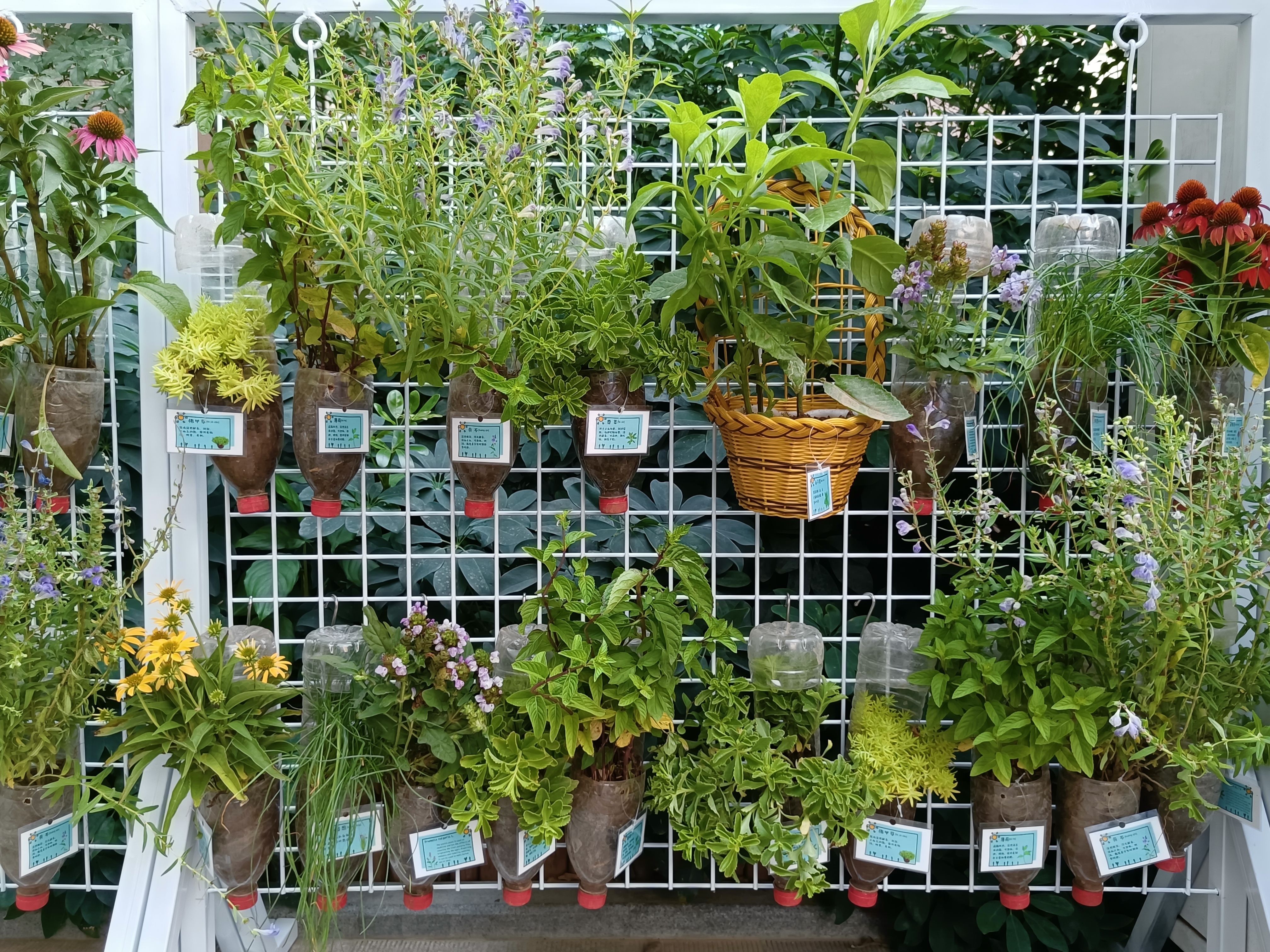 北京植物墙设计