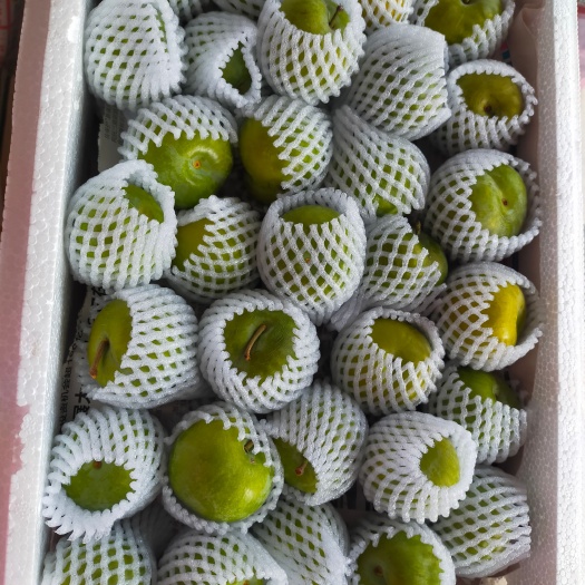 宜宾蜂糖李