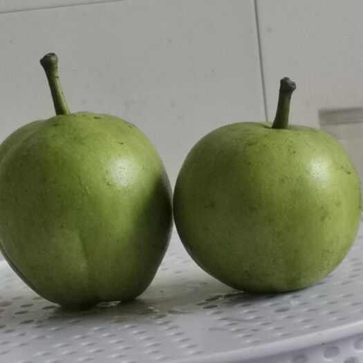 蒲城县陕西早熟梨