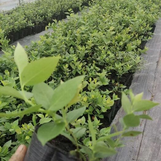 肥城市莱克西  优瑞卡  法新  来宝 大批量出苗 白菜价出售