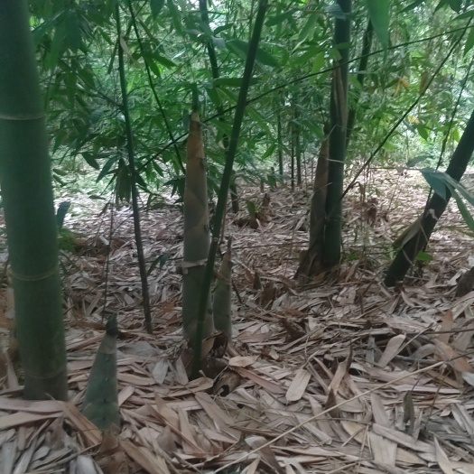 西充县毛竹笋