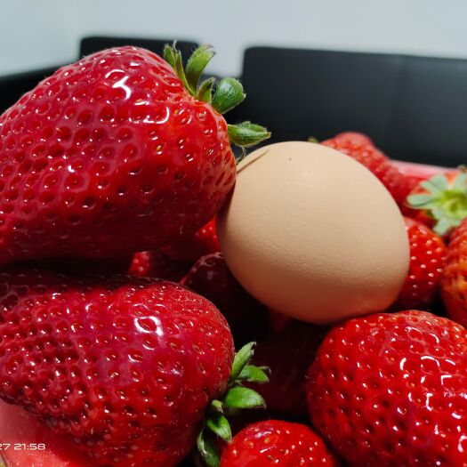 联盟奶油草莓苗果实大产量高口感甜度非常好！假一罚百全国发货！