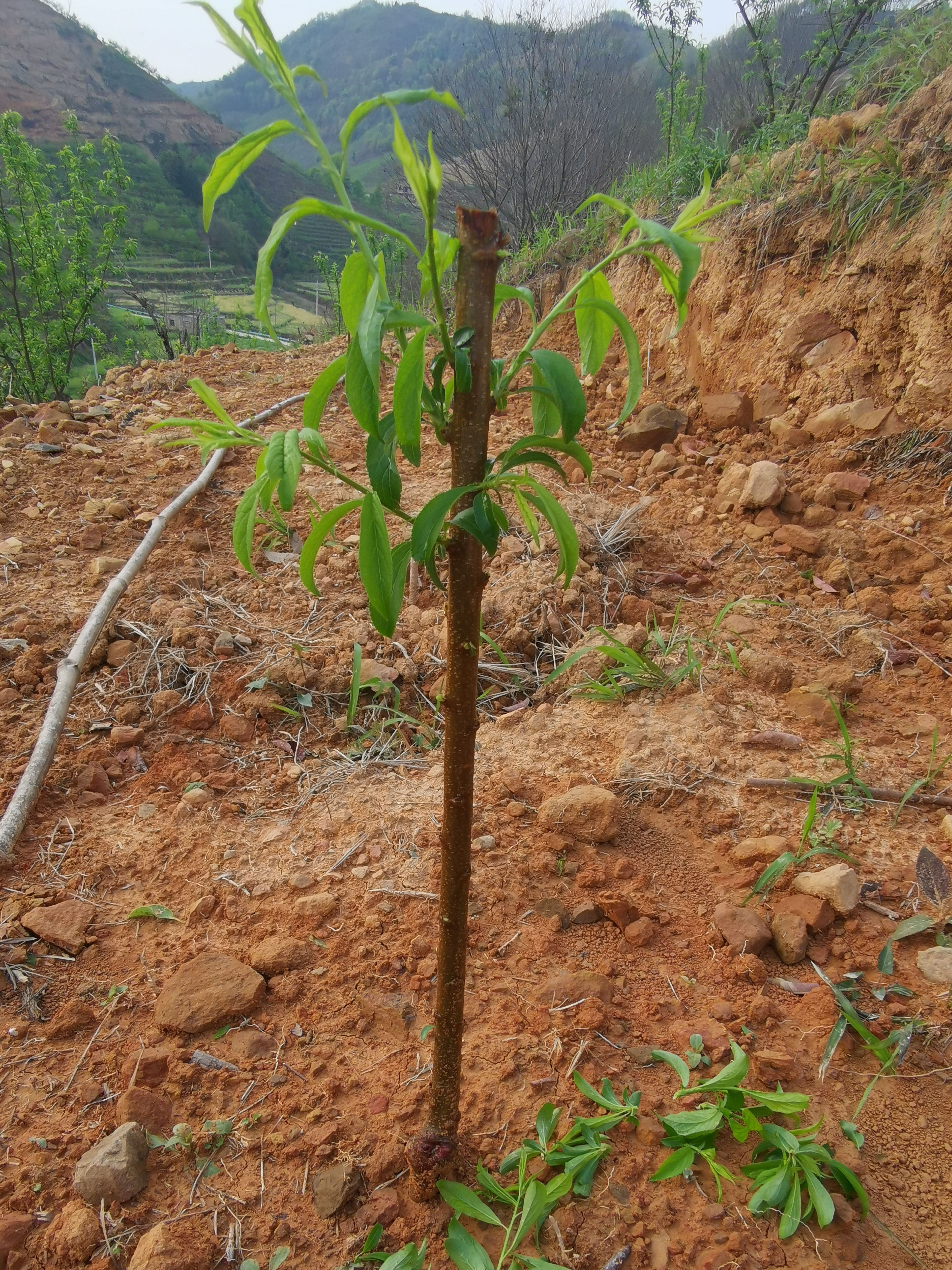 李子苗貴州蜂糖李苗第二年掛果原產(chǎn)地供貨提供技術(shù)蜂糖李苗批發(fā)