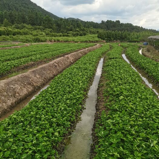 兴安县优质脱毒法兰地质量保证   基地冷库车直发存活率高