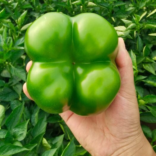 长子县圆椒