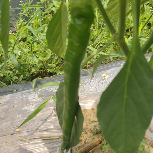 古丈县螺丝椒