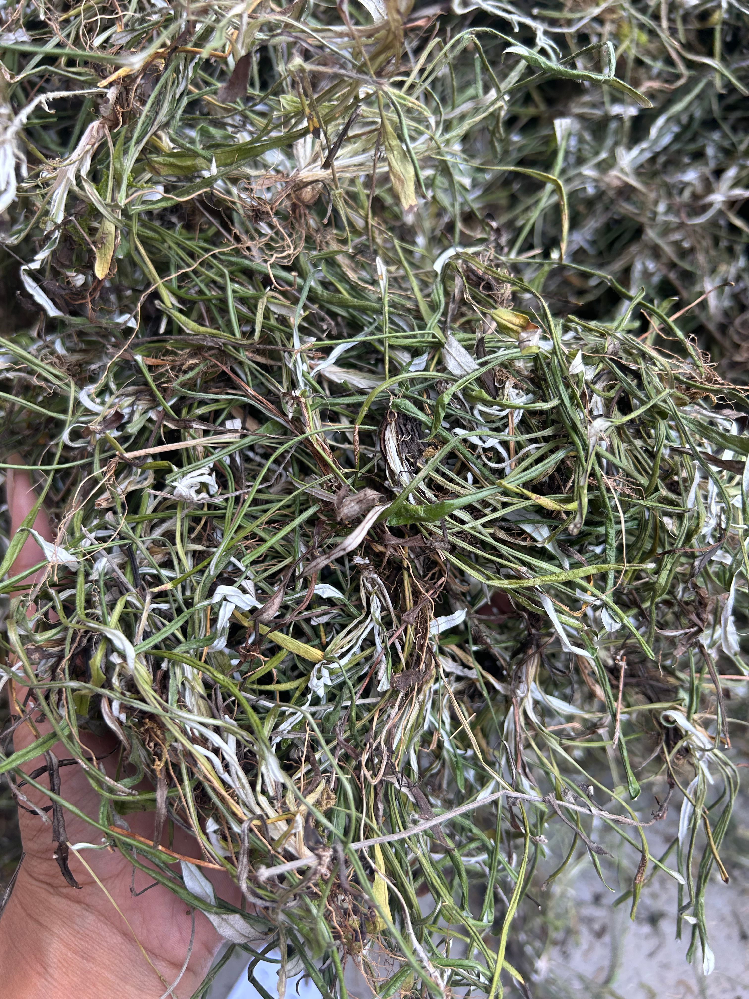 天青地白