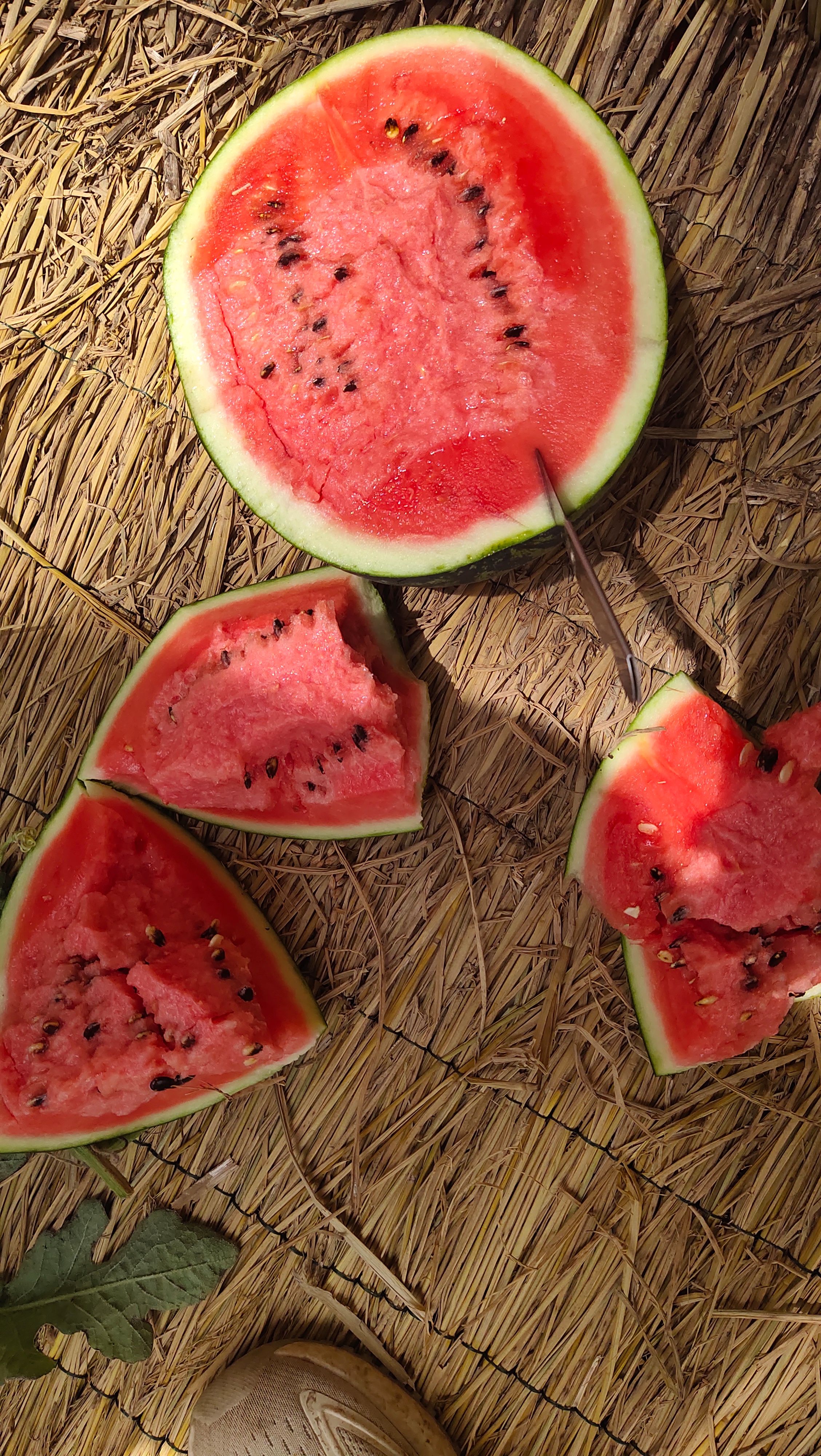 河南美都大量上市，价格便宜，质量保证，产地直发