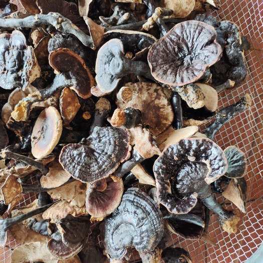 隆林县自己上山采的灵芝