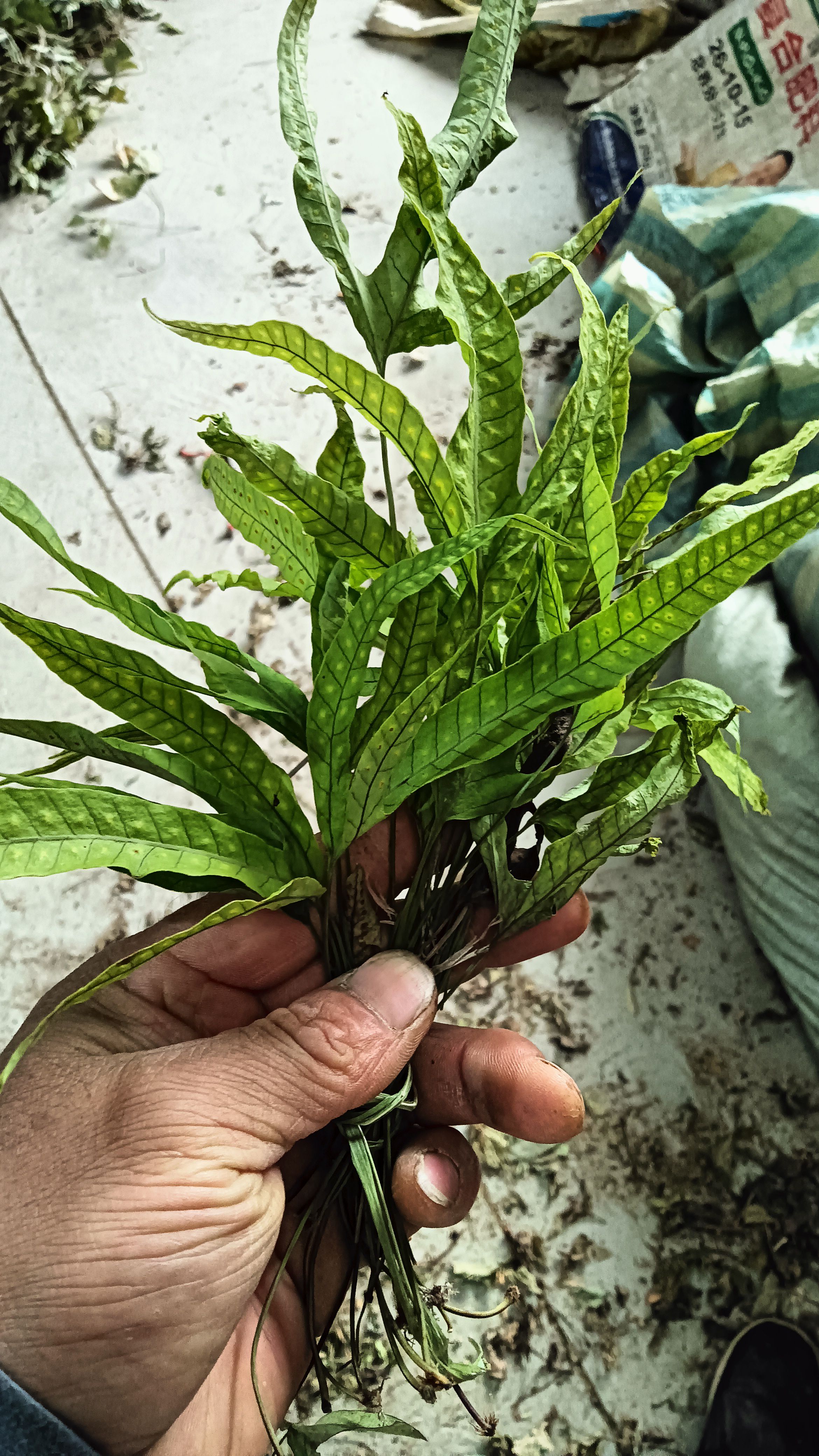 金鸡脚现货大量上市有需要的懂得下手！