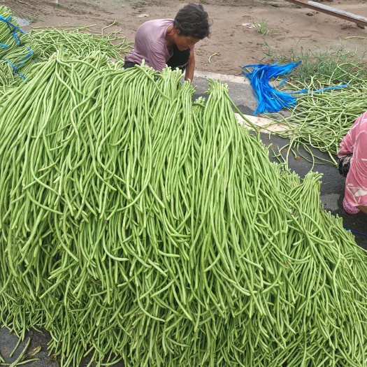 开封精品豆角长豆角，长豇豆