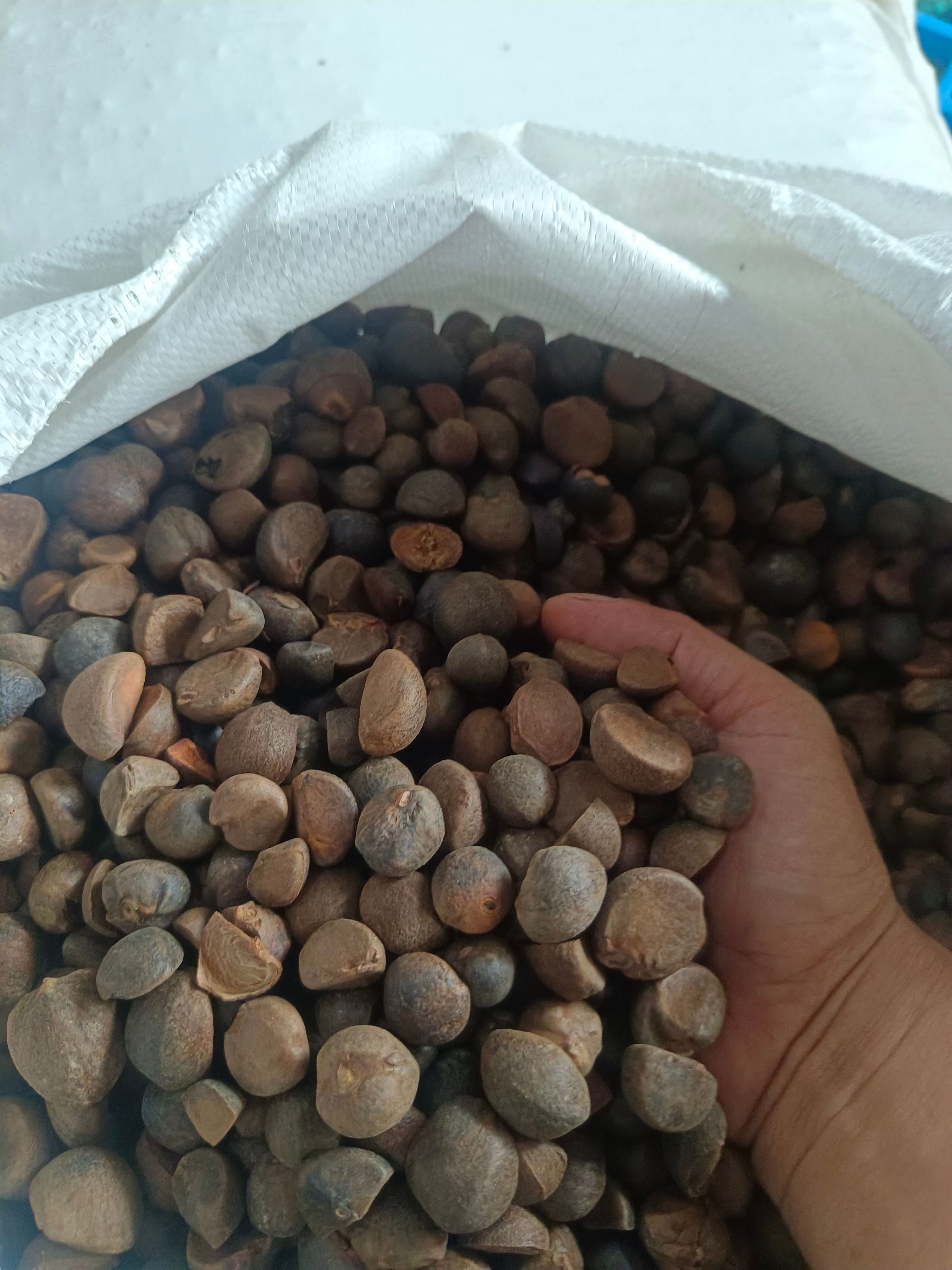 桃源县大量出售茶籽，高油率，33油率，9.6元一斤