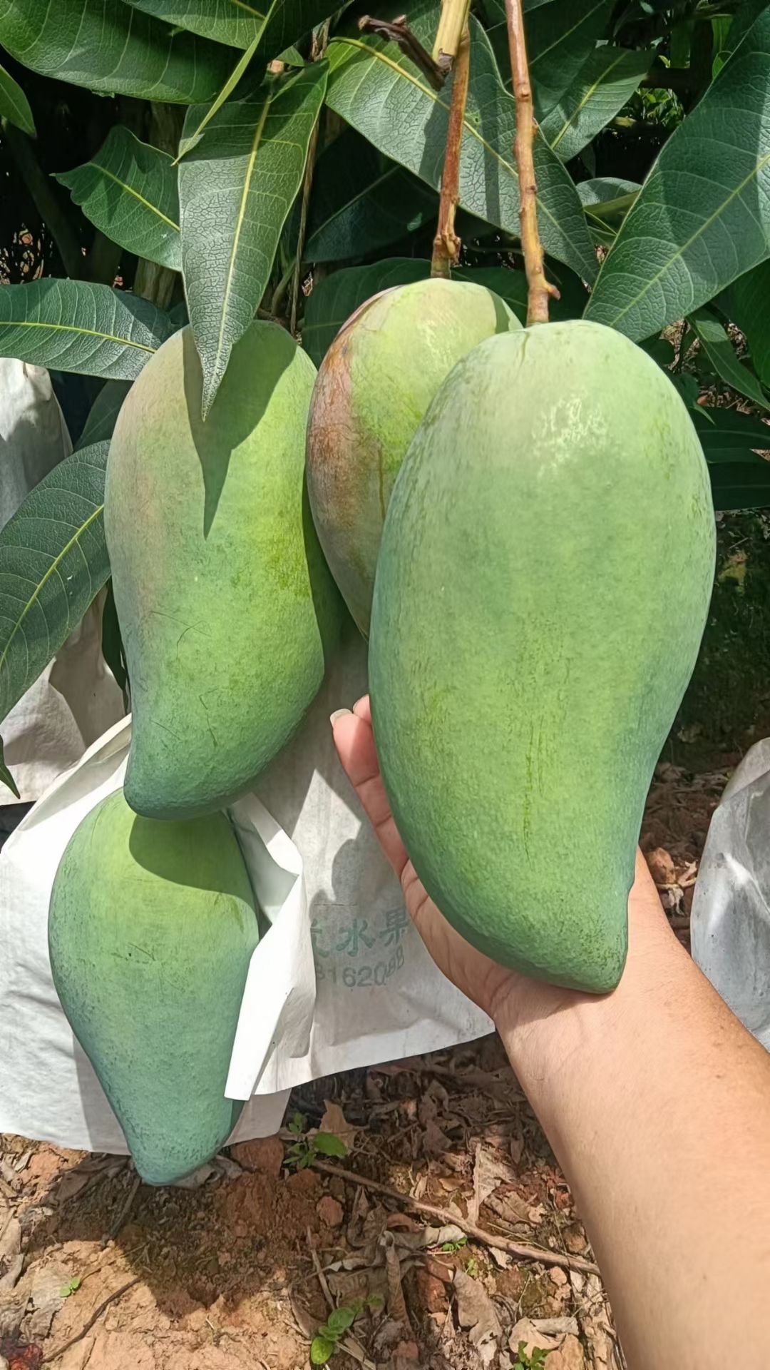 百色大青芒，一二级青皮金煌芒，品质保证，支持一件线上交易！