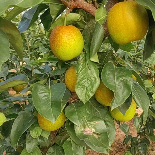 襄樊翠冠梨大量供应