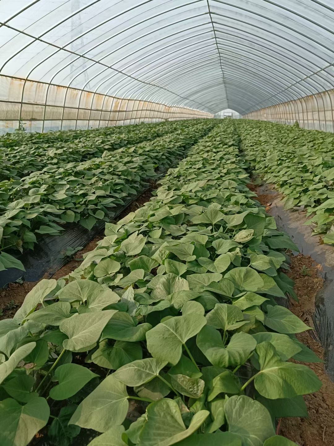 万亩红薯苗基地西瓜红大田苗