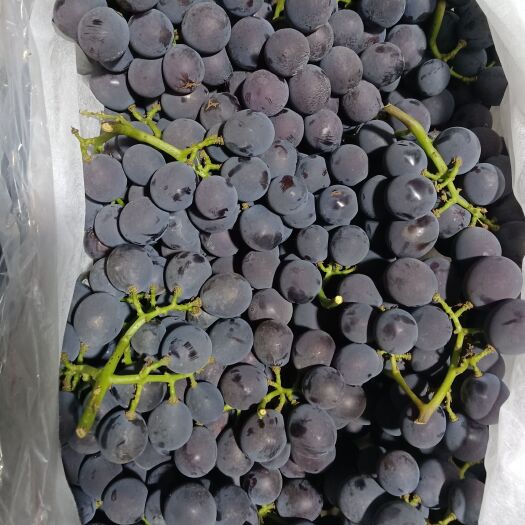 阳原县精品葡萄