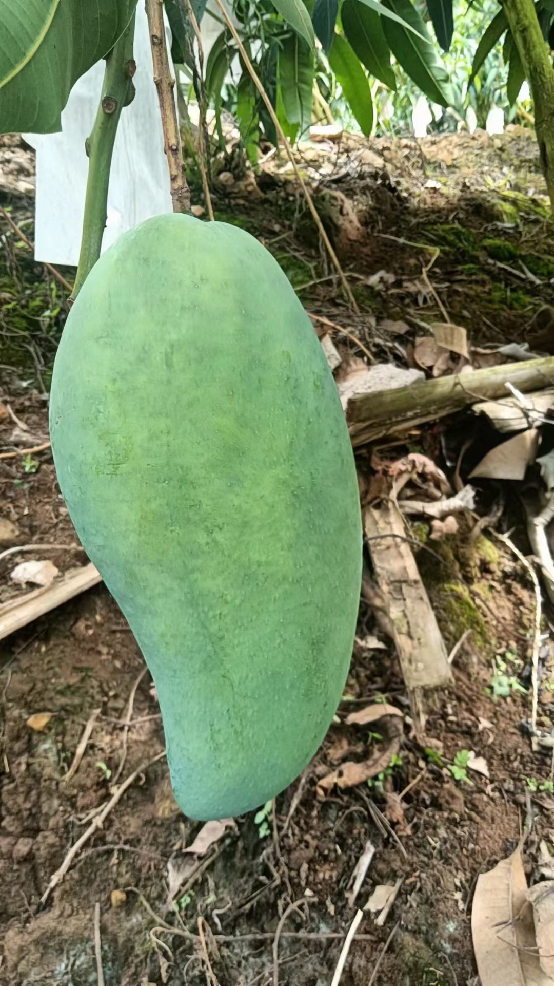 百色大青芒，一二级青皮金煌芒，品质保证，支持一件线上交易！