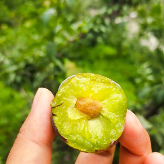 汶川县五月脆(凤凰李)五月脆李脆甜,脆爽,肉质特细腻,皮薄脆,