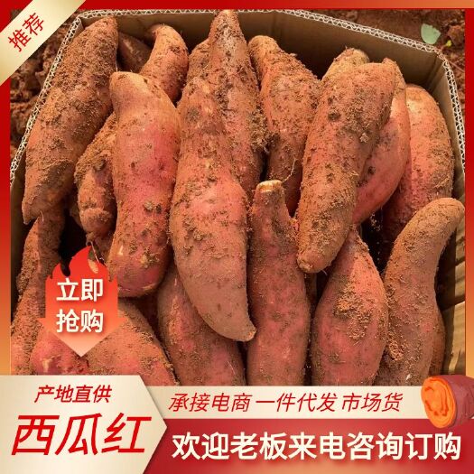 遂溪县西瓜红红薯  红皮红心蜜薯 精品货供电商 批发市场 全国发货