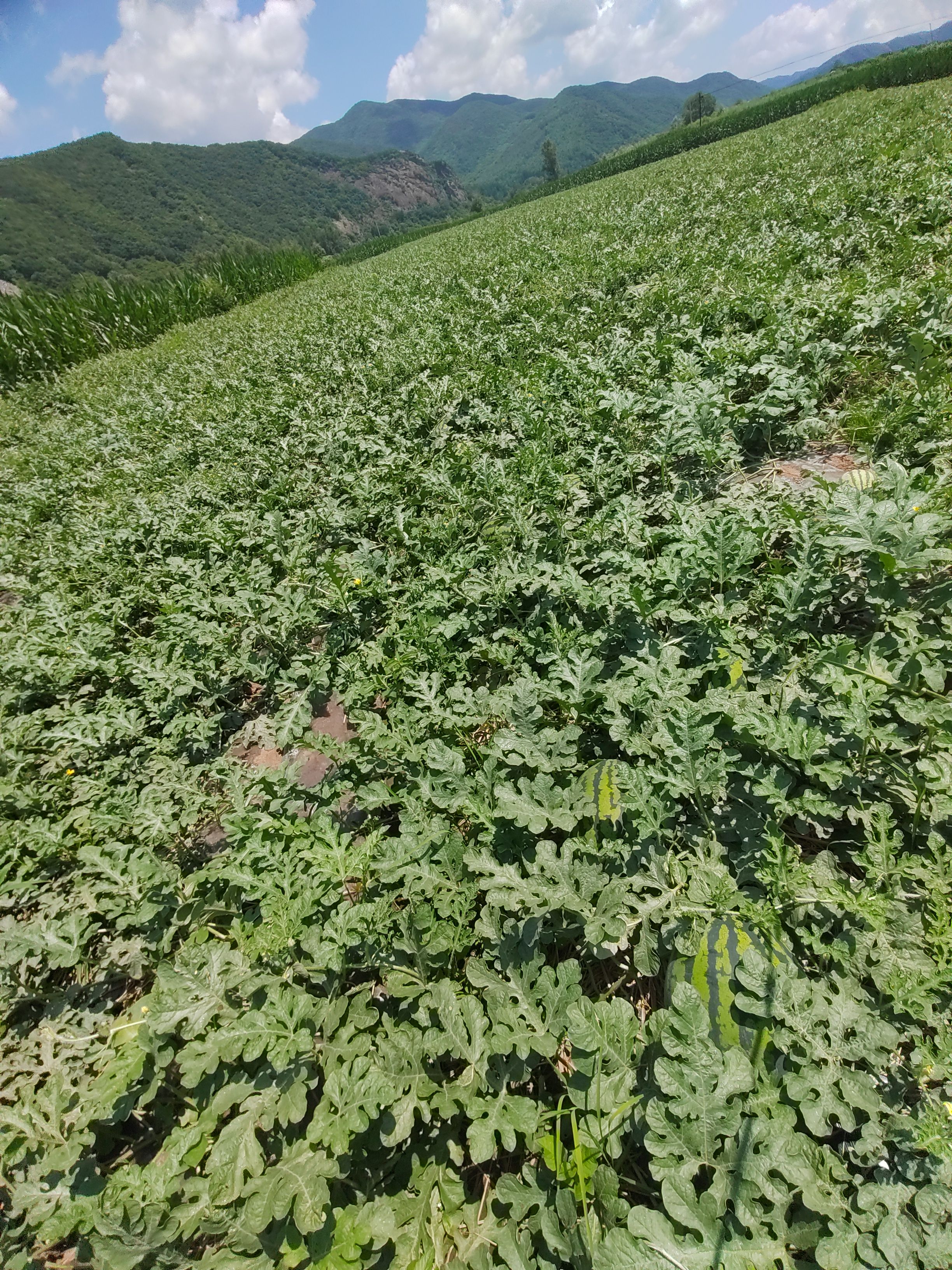 陆地锦王西瓜  10天左右开园（现无法确定价格）