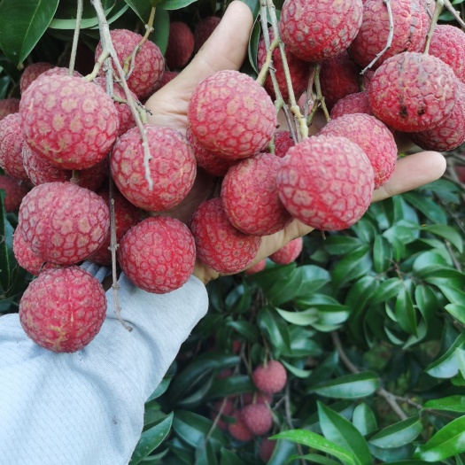 象州县广西黑叶荔枝，新鲜甘甜，果品好无花皮无虫害